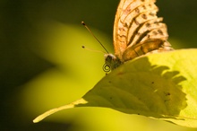 Fliegender Teppich im Gegenlicht