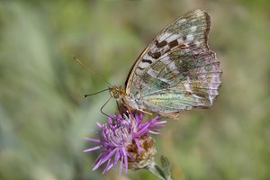 Argynnis paphia  ssp. valesina