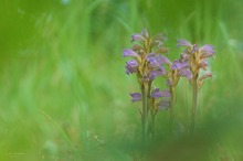 Orobanche coerulescens