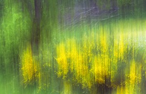 Ginsterblüte