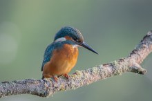 Es gibt keine Eisvögel mehr...