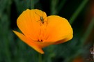 Insekt auf gelber Blüte