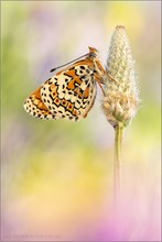 Melitaea cinxia