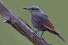 Blaumerle Männchen – Monticola solitarius