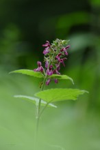 Es müssen nicht immer Orchideen sein