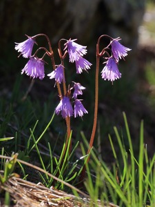 Alpen-Soldanelle II