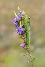 Mantis Religiosa