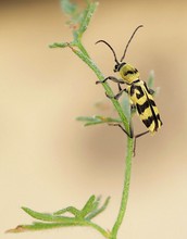 Variabler Widderbock (Chlorophorus varius) (2)