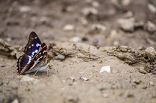 die 2 schönen Seiten des Großen Schillerfalters