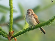 Frau Neuntöter im Morgendunst