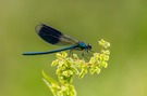 Gebänderte Prachtlibelle