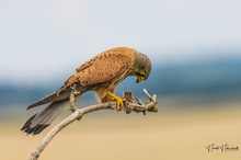 Der kleinen Maus die große Welt zeigen