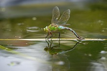 Königslibelle (geändert)