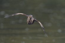 Zwergdommel im Flug