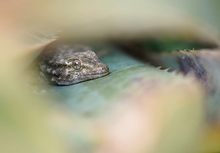 Melancholischer Gecko in Aloe Vera