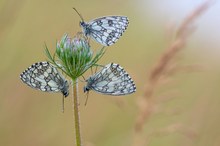 Trio