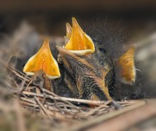 Rotschwanz Nest