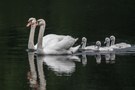 Familie Schwan