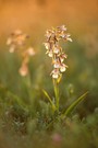 Auf der Orchideen-Wiese