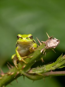 Laubfrosch-Baby ...