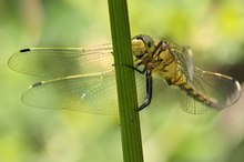 Großer Blaupfeil ♀