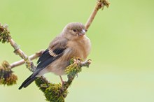 die zweite Generation der Dompfaffen