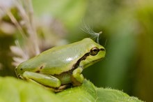 Endlich entdeckt - der Froschkönig