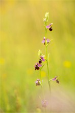 Kleinblütige Hummel-Ragwurz (ophrys fuciflora ssp. elatior)