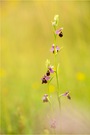 Kleinblütige Hummel-Ragwurz (ophrys fuciflora ssp. elatior)