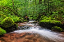 Bachlauf im Schwarzwald