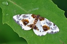 Harlekin