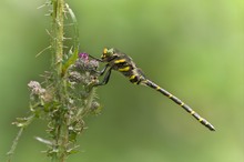 Zweigestreifte Quelljungfer