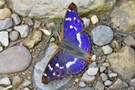 Kleiner Schillerfalter