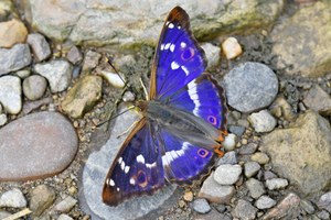Kleiner Schillerfalter