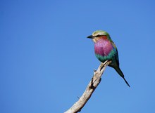 Lilac breasted Roller