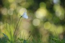 Glockenblume