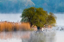 Nebelmorgen in der Heide und Teichlandschaft