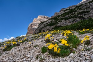 Der Alpenmohn