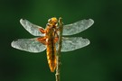 Plattbauch ♀