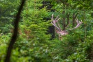 Der helle Hirsch mit den beeindruckenden Augsprossen