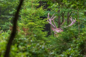 Der helle Hirsch mit den beeindruckenden Augsprossen