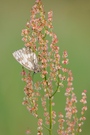 Schachbrett-Dame an Ampfer