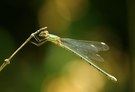 Kleinlibelle