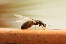 Die Ameisen fliegen wieder...