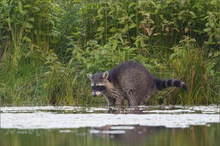 Waschbär ...