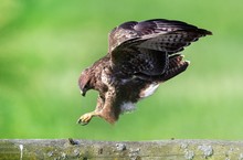 Bussard im Landeanflug