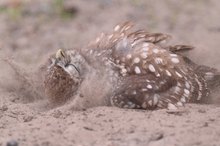 Wenn der Sand zu kochen scheint