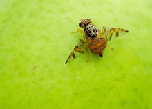 Mittelmeerfruchtfliege (Ceratitis capitata)