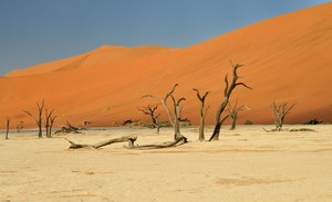 Dead Vlei