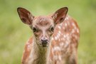 Damwild Kitz - Frontale